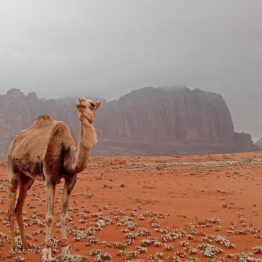 Hotel Golden Day à Wadi Rum Extérieur photo
